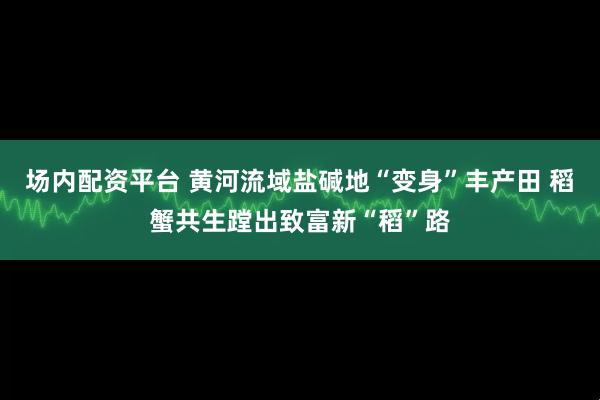 场内配资平台 黄河流域盐碱地“变身”丰产田 稻蟹共生蹚出致富新“稻”路